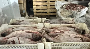 В Кавказском районе полицейские пресекли незаконное производство рыбной продукции