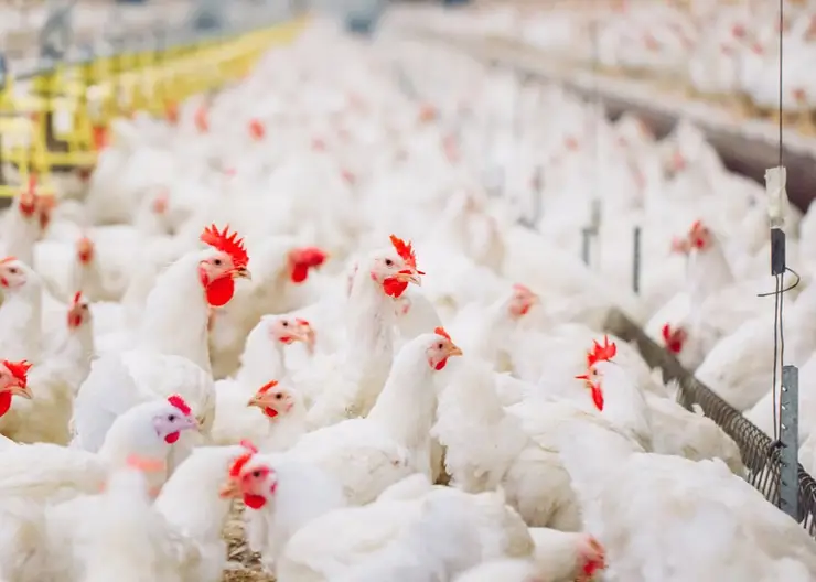 https://ognikubani.ru/wp-content/uploads/2021/02/f88c93b0-cb52-11e9-a833-4fe99c887177-5_tips_for_buying_a_chicken_farm_for_sale_in_florida-ogid-136534