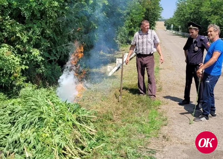 1500 кустов конопли уничтожили полицейские в станице Казанской