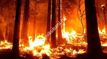 https://ognikubani.ru/wp-content/uploads/2019/11/image1564369268877