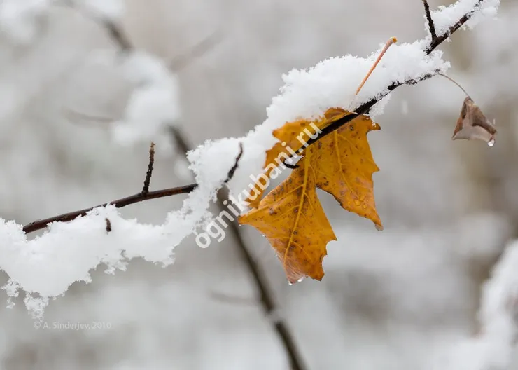 https://ognikubani.ru/wp-content/uploads/2019/10/s1200-1