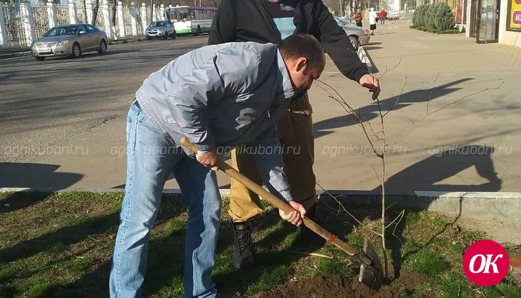 В Кропоткине высадили 175 саженцев деревьев