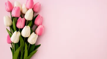 tulips-bouquet-pink-background-with-copyspace