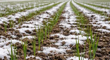 Озимые_пшеница