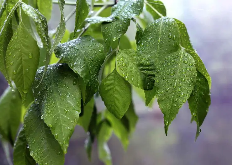 https://ognikubani.ru/wp-content/uploads/2020/07/plant-4222049_1280