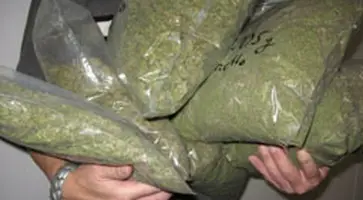 http://www.ognikuban.tw1.ru/wp-content/uploads/2017/10/marihuana333777