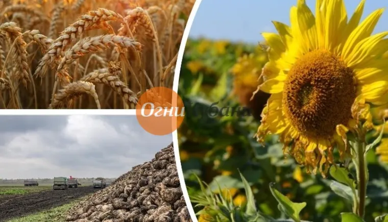 https://ognikubani.ru/wp-content/uploads/2019/09/b6365d5c-9661-4bb6-b9e0-be1105bda61d