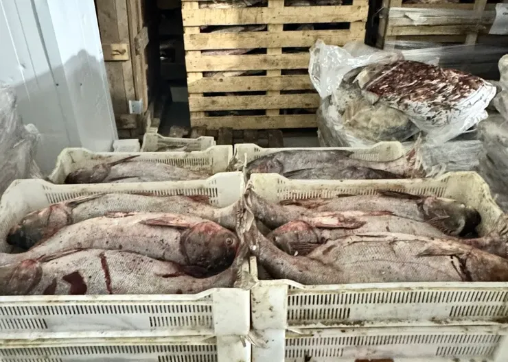 В Кавказском районе полицейские пресекли незаконное производство рыбной продукции