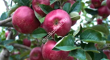 https://ognikubani.ru/wp-content/uploads/2019/11/732309fc5329f1fbfdc13ebbae591b4b