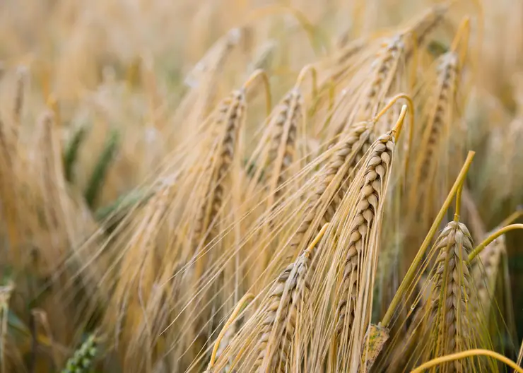 https://ognikubani.ru/wp-content/uploads/2020/06/agriculture-barley-blur-close-up-countryside-cropland-crops-farm-farmland-field-gold-grains-grass-growth-harvest-landscape-outdoors-plants-rural-rye-seeds-straw-wheat-wheat-field-1490549