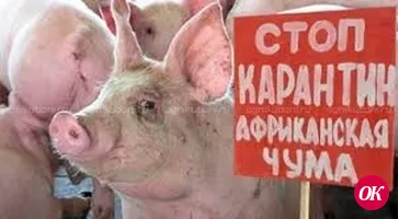 Очаг африканской чумы свиней выявлен на Кубани