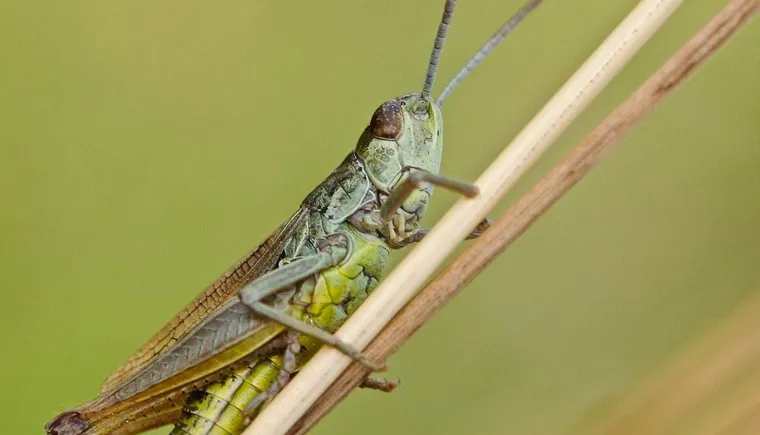 https://ognikubani.ru/wp-content/uploads/2020/07/desert-locust-1872060_1280