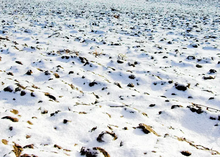 https://ognikubani.ru/wp-content/uploads/2023/03/snowfield_1