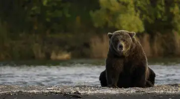 https://ognikubani.ru/wp-content/uploads/2020/06/БП-сайт-1-1