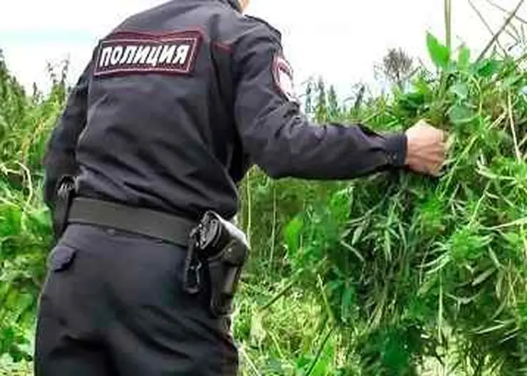 https://ognikubani.ru/wp-content/uploads/2020/07/мак-3