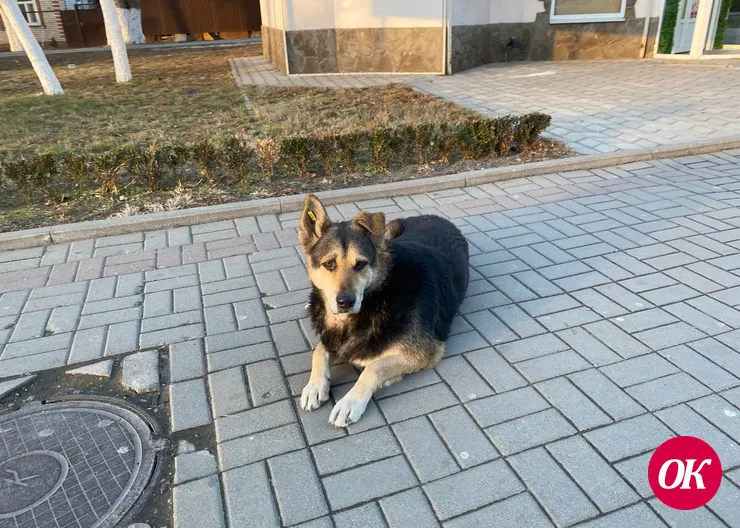Была ли стерилизация?