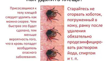 http://www.ognikuban.tw1.ru/wp-content/uploads/2017/04/16klesh1323212322