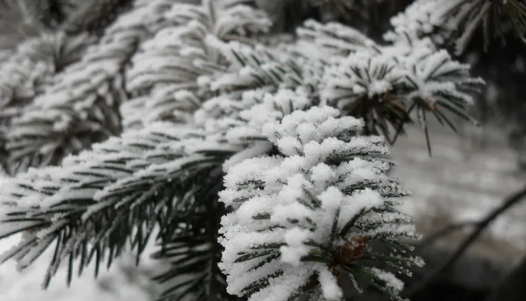 https://ognikubani.ru/wp-content/uploads/2020/12/fonstola.ru_115259_2560x1600