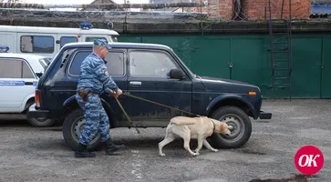 21 июня в нашей стране отмечается День кинолога