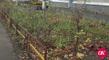 Клумба у дома по адресу: Гоголя, 153 в Кропоткине требует ухода