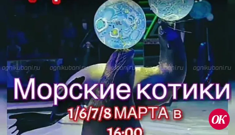 Впервые в городе Кропоткине Цирк Шапито с умопомрачительным шоу морских котиков и других экзотических животных!
