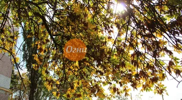 https://ognikubani.ru/wp-content/uploads/2019/10/IMG_5438_1111111