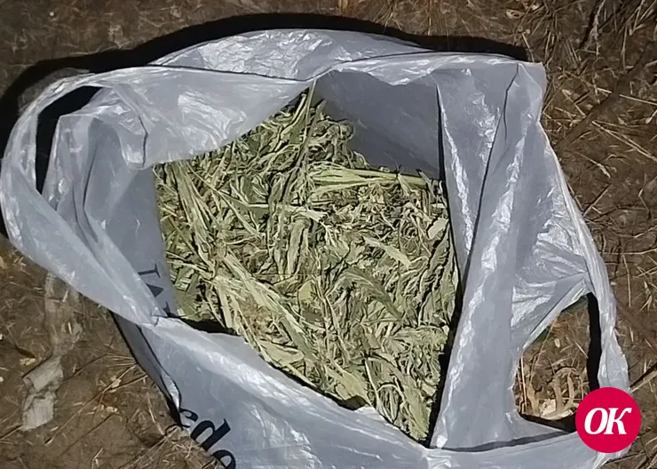 В Кавказском районе полицейские задержали мужчину, собравшего урожай дикорастущей конопли