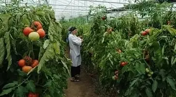 http://www.ognikuban.tw1.ru/wp-content/uploads/2016/03/devizion555i