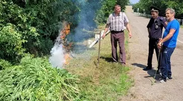 https://ognikubani.ru/wp-content/uploads/2023/07/конопля