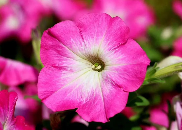 https://ognikubani.ru/wp-content/uploads/2020/05/petunia-1488564_1280