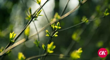 В выходные кубанцев ждет 18 °С