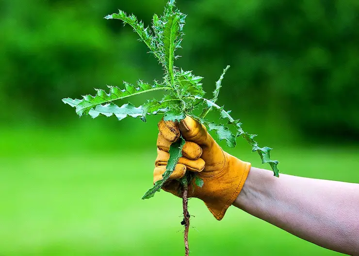 https://ognikubani.ru/wp-content/uploads/2020/05/weeds_inside_post_result