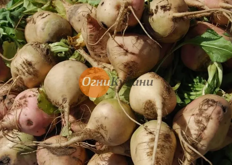 https://ognikubani.ru/wp-content/uploads/2019/09/i-4