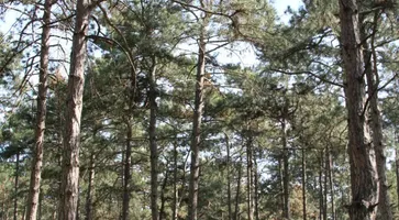 photo_5348035286787025193_y