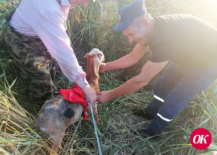 В станице Казанской козлик Пик провалился в колодец