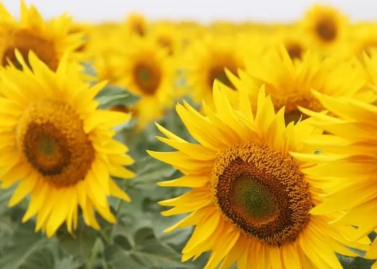 https://ognikubani.ru/wp-content/uploads/2022/11/articles.20160524-sunflower-as-stubble-crop.00