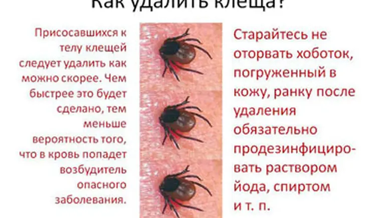 http://www.ognikuban.tw1.ru/wp-content/uploads/2017/04/16klesh1323212322