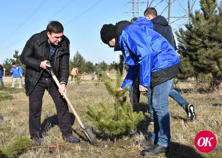 Парк Победы разрастается хвоей