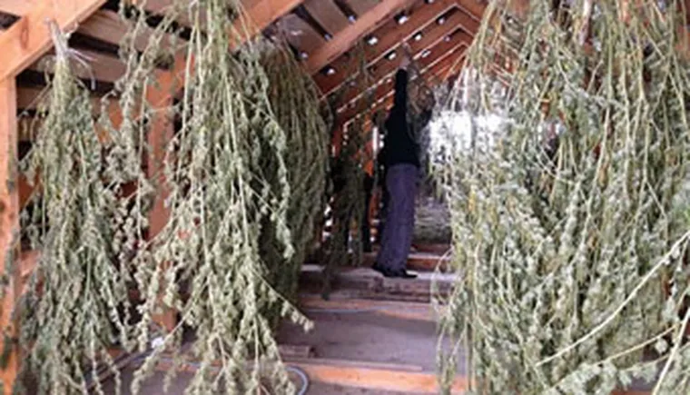 http://www.ognikuban.tw1.ru/wp-content/uploads/2017/08/inx960x64kannabis2323242320