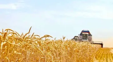 Хлеб нового урожая