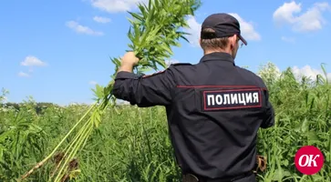 Полицейские изъяли 360 граммов марихуаны. Во время рейда уничтожено 3754 куста дикорастущего растения конопля