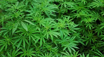 https://ognikubani.ru/wp-content/uploads/2022/07/nature-plant-leaf-flower-foliage-green-lush-color-medicine-plants-marijuana-cannabis-flowering-plant-land-plant-sweetscented-bedstraw-hemp-family-659402_1