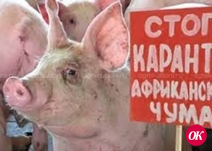 Очаг африканской чумы свиней выявлен на Кубани