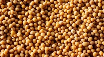 https://ognikubani.ru/wp-content/uploads/2020/08/146055_13-sugar-beet