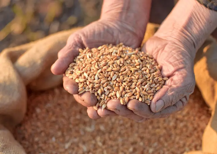 https://ognikubani.ru/wp-content/uploads/2020/07/Grain-in-hands