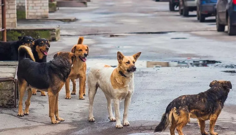 https://ognikubani.ru/wp-content/uploads/2021/05/img52665171-5122242