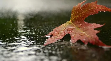 https://ognikubani.ru/wp-content/uploads/2020/09/Nature___Seasons___Autumn_Autumn_leaf_lying_in_the_rain_094986_