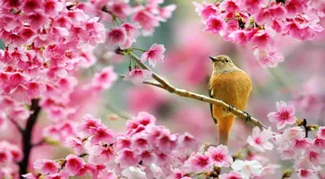 https://ognikubani.ru/wp-content/uploads/2020/04/nkKPw8BolaHdTDJrfKWK_26_a54efa68011f16f4b481b5e44c518843_avatar_full