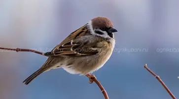 https://ognikubani.ru/wp-content/uploads/2020/02/DSF4404