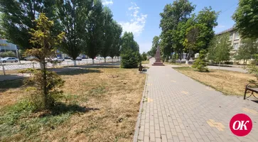 Несколько елей в городском сквере засохли